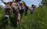 Randonnée avec un âne - Crédits photo : bougresdanes