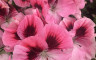 Foire aux fleurs printemps - Crédits photo : Le temps des fleurs