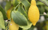 Citronnier - Crédits photo : Le temps des fleurs