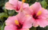 Hibiscus - Crédits photo : Le temps des fleurs