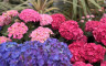 Hortensias - Crédits photo : Le temps des fleurs