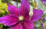 Clématite - Crédits photo : Le temps des fleurs