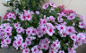 IMG_2225 - Crédits photo : Le temps des fleurs