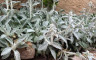 Plante - Crédits photo : LEFKOUNE Alicia