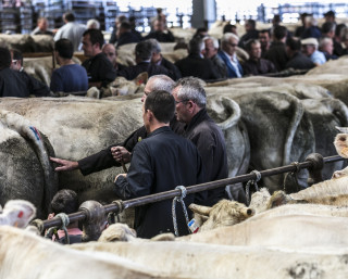 Animations autour du concours de bovins de boucherie