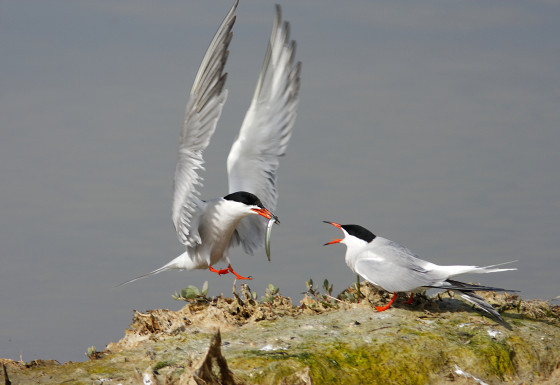 Soirée découverte des oiseaux nicheurs de la gravière de Marcigny