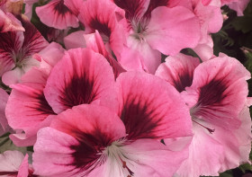 LE TEMPS DES FLEURS