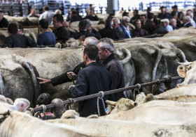 Animations autour du concours de bovins de boucherie