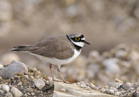 "Oiseaux nicheurs des grèves et îlots de la Loire"