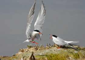 Soirée découverte des oiseaux nicheurs de la gravière de Marcigny