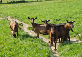 La Chèvre Céronnaise