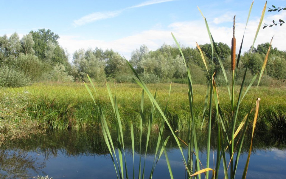 ENS du marais de Montceaux l'Etoile - Crédits photo : CD 71