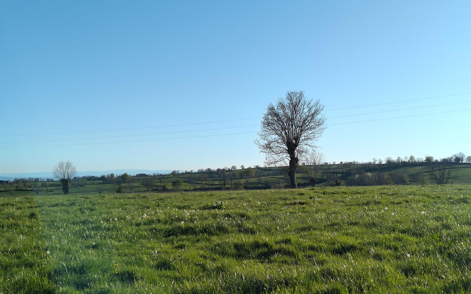 Bocage de Saint-Christophe-en-Brionnais  - Crédits photo : Clémence Bordet 