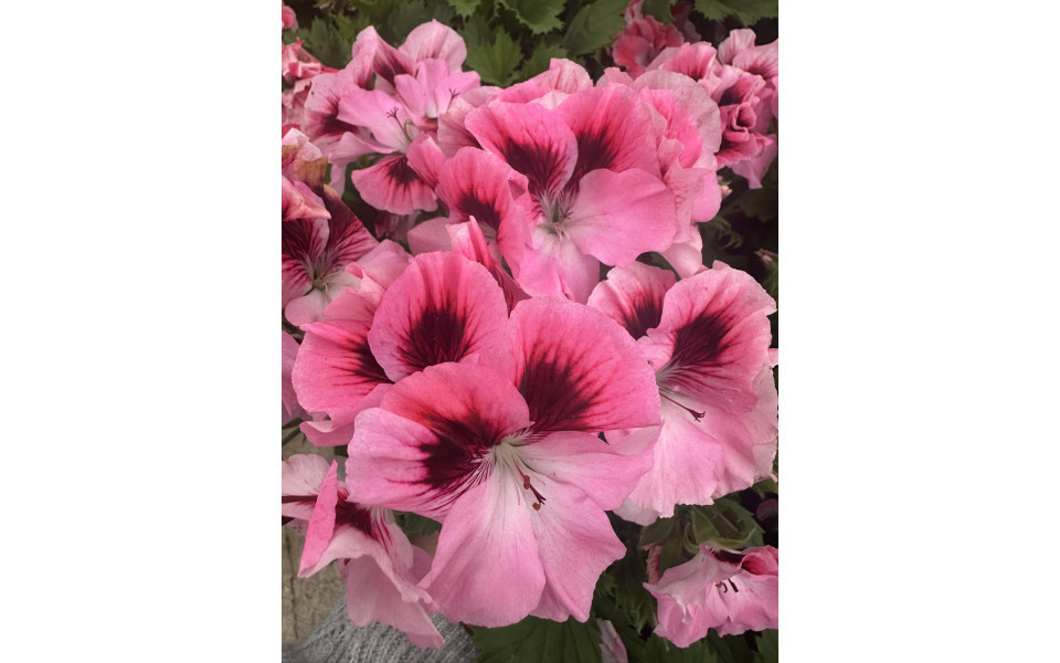 Foire aux fleurs printemps - Crédits photo : Le temps des fleurs