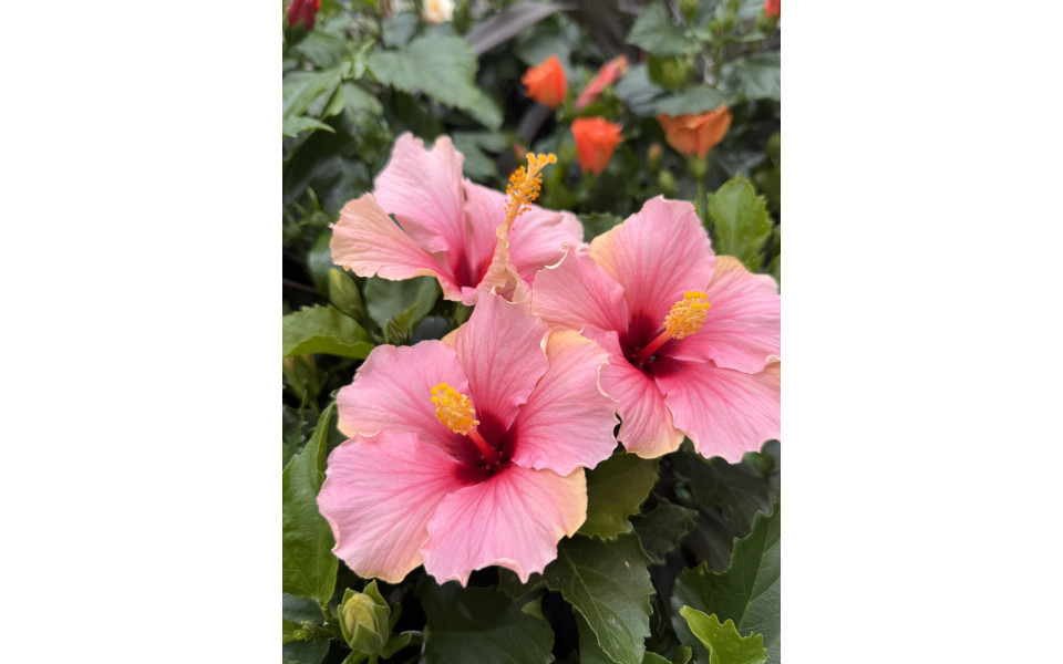 Hibiscus - Crédits photo : Le temps des fleurs
