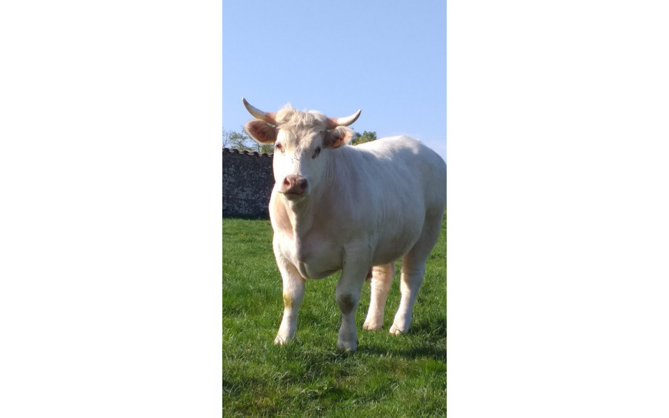 Vache charolaise - Crédits photo : BARNAUD Sèverine